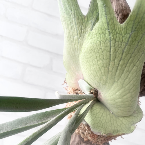 ビカクシダ コウモリラン ベイチー（ビーチー） 流木付け 観葉植物