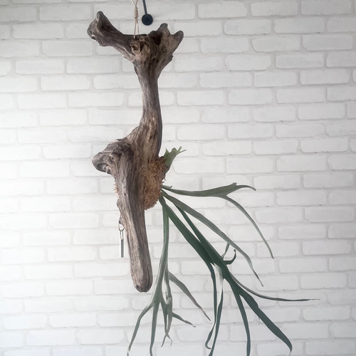 ビカクシダ コウモリラン ベイチー（ビーチー） 流木付け 観葉植物