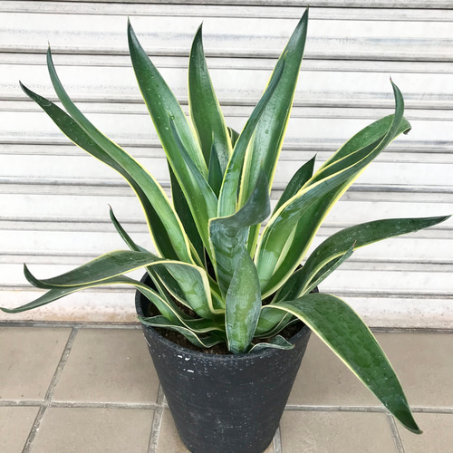 アガベ ベネズエラ 斑入り 大型 130センチ 京都 527fdb4114ff9469f41431408c5a9a