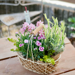 華やぐお花たち ダイアンサス 毎年咲く 寄せ植え 小鳥の憩う グラス