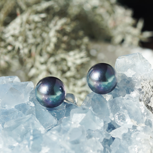 大粒★極上の照り、ピーコックブラック貝パール10mmのスタッドピアス・イヤリング可　～黒揚羽 1枚目の画像