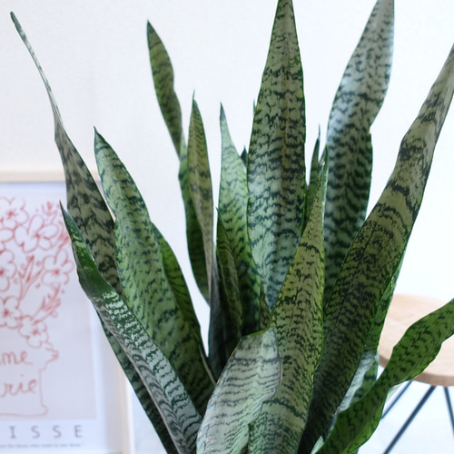 とってもキレイです‼︎ サンセベリア ゼラニカ 観葉植物 大型