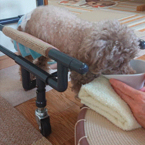 4輪歩行器、犬歩行器、犬車椅子(シートタイプ)四輪歩行器 - ti