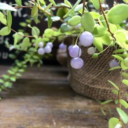 真珠コケモモ♡大人気♡観葉植物♡インテリア 4枚目の画像