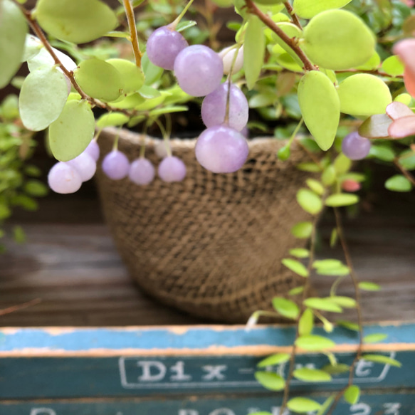 真珠コケモモ♡大人気♡観葉植物♡インテリア 5枚目の画像