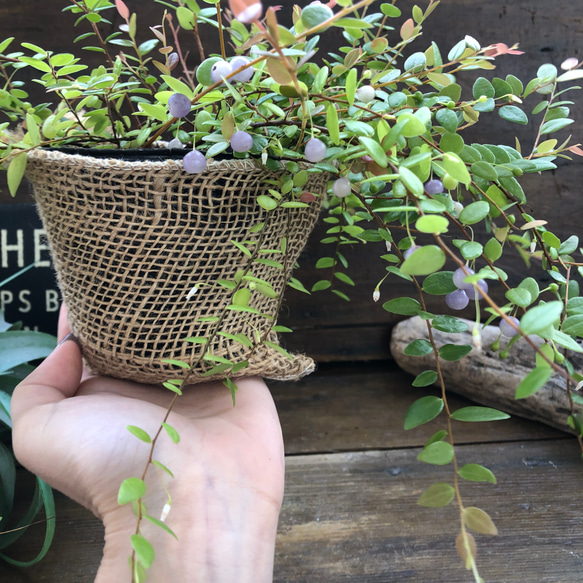 真珠コケモモ♡大人気♡観葉植物♡インテリア 3枚目の画像