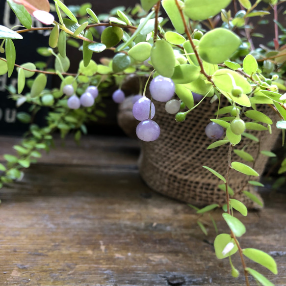 真珠コケモモ♡大人気♡観葉植物♡インテリア 2枚目の画像