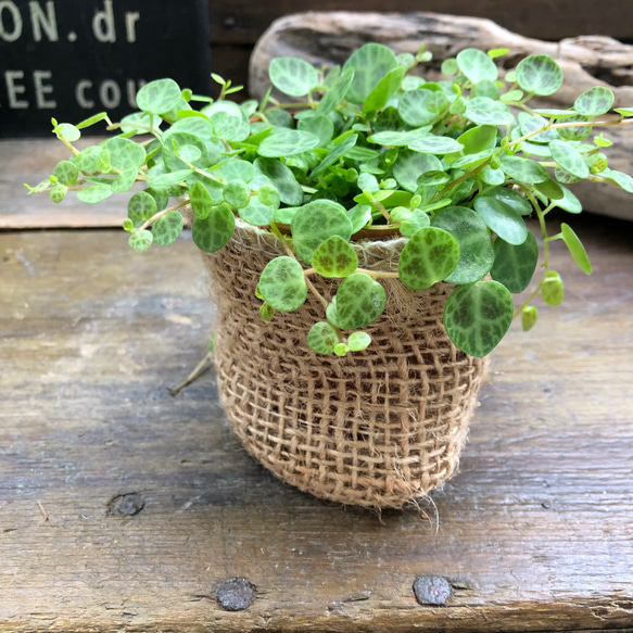 希少♡タートル♡ペペロミア♡観葉植物♡インテリア 9枚目の画像