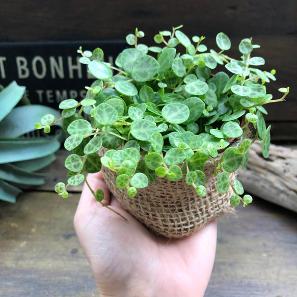 希少♡タートル♡ペペロミア♡観葉植物♡インテリア 4枚目の画像