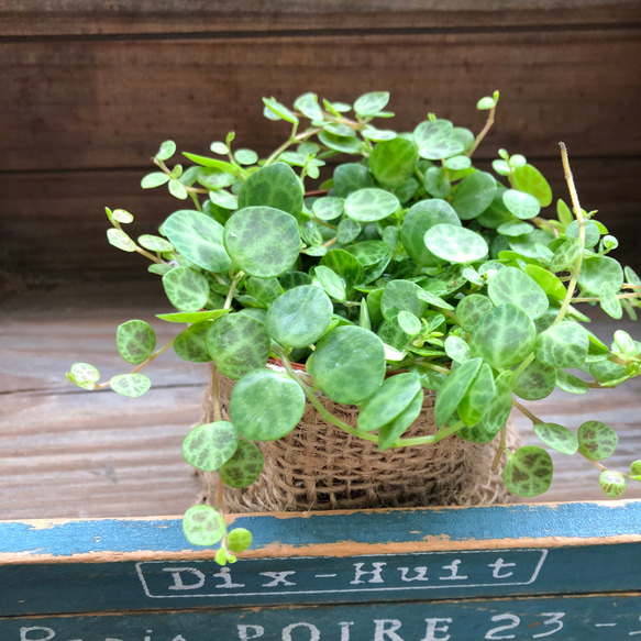 希少♡タートル♡ペペロミア♡観葉植物♡インテリア 6枚目の画像