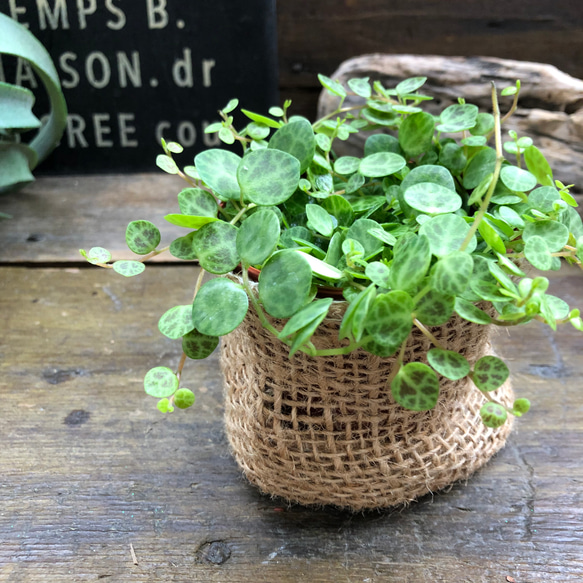 希少♡タートル♡ペペロミア♡観葉植物♡インテリア 2枚目の画像