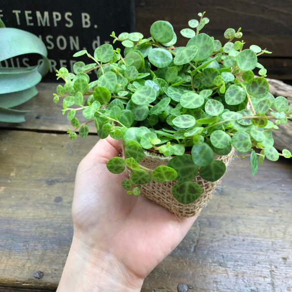 希少♡タートル♡ペペロミア♡観葉植物♡インテリア 12枚目の画像