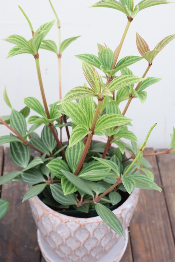 ペペロミア♪プテオラータ♪フェアリー♪観葉植物♪陶器鉢 5枚目の画像