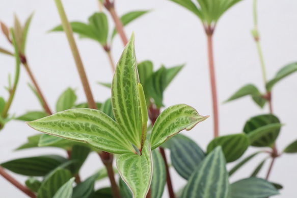 ペペロミア♪プテオラータ♪フェアリー♪観葉植物♪陶器鉢 16枚目の画像