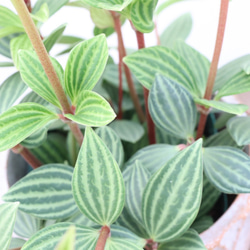 ペペロミア♪プテオラータ♪フェアリー♪観葉植物♪陶器鉢 9枚目の画像