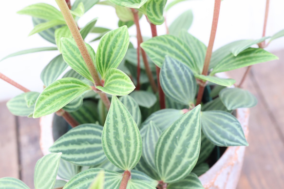 ペペロミア♪プテオラータ♪フェアリー♪観葉植物♪陶器鉢 9枚目の画像