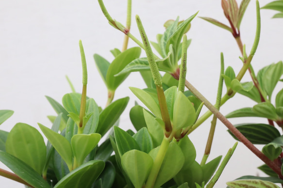 ペペロミア♪プテオラータ♪フェアリー♪観葉植物♪陶器鉢 17枚目の画像