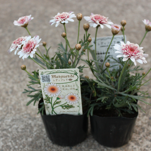 新作モデル カリブラコア・カメレオンWティクルピンク 植物/観葉植物