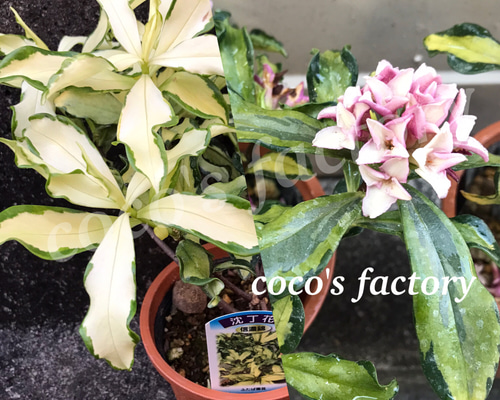 450b06b54db109aab9b7e4c221a5b9