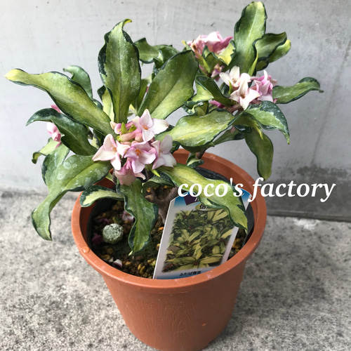 沈丁花ページ② 8c0c3027e3cfc3d644caab3847a505