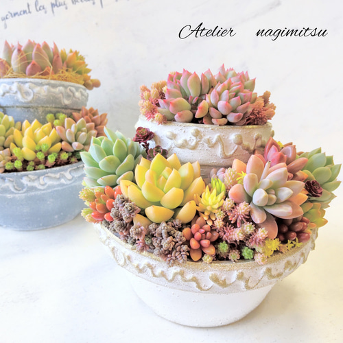 多肉植物寄せ植え♪ 多肉植物 nagimitsu 通販 15750594|Creema 多肉植物寄せ植え♪ 多肉植物 nagimitsu 通販 15750594|Creema