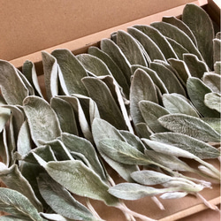 ラムズイヤー　ヘッド　ドライフラワー ラムズイヤー*ドライフラワー*70本 その他素材 FlowerCompanies 通販