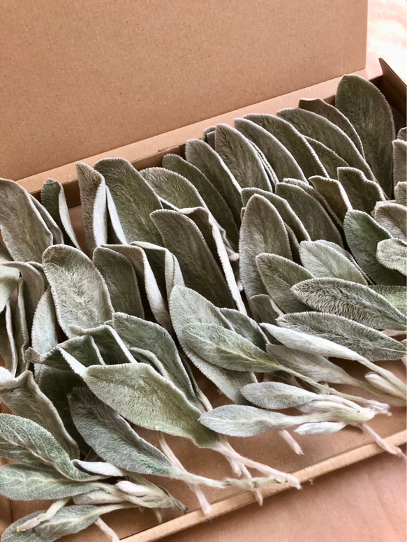 ラムズイヤー　ヘッド　ドライフラワー ラムズイヤー*ドライフラワー*70本 その他素材 FlowerCompanies 通販