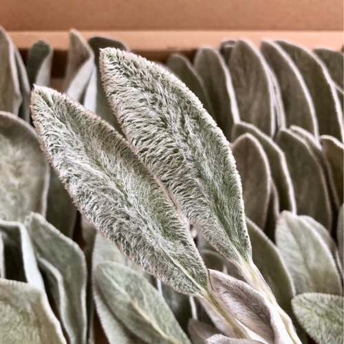 ラムズイヤー*ドライフラワー*70本 その他素材 FlowerCompanies 通販