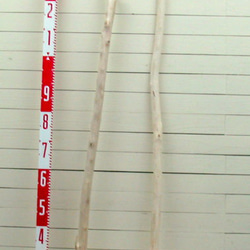 「送料無料」流木棒１ｍ以上の２本セット c508 DIY園芸インテリア店舗ディスプレイや撮影用に使える流木棒素材 2枚目の画像