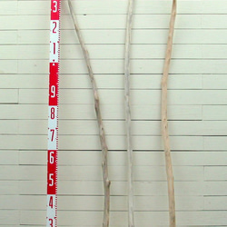 「送料無料」流木棒１ｍ以上の３本セット c511 DIY園芸インテリア店舗ディスプレイや撮影用に使える流木棒素材 2枚目の画像