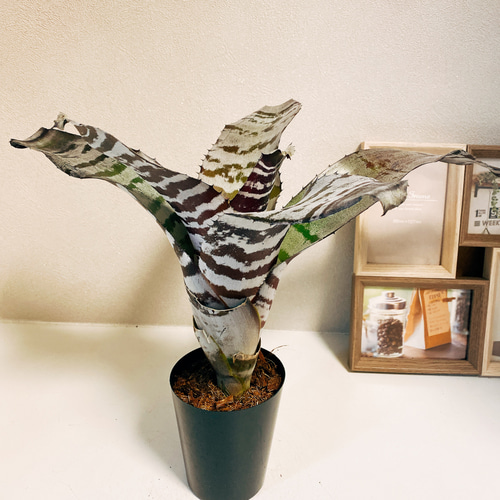 在庫］エクメアブラックアイス 3号 観葉植物 珍しい 綺麗 タンク