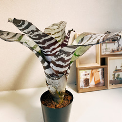 在庫］エクメアブラックアイス 3号 観葉植物 珍しい 綺麗 タンク