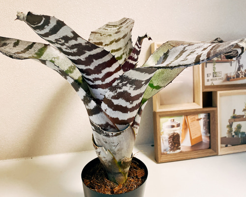 在庫］エクメアブラックアイス 3号 観葉植物 珍しい 綺麗 タンク