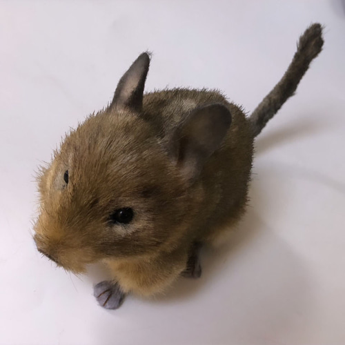 受注制作＞デグーのぬいぐるみ ぬいぐるみ VULCAN 通販 15752361