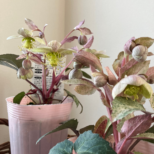 クリスマスローズ H. × sternii 