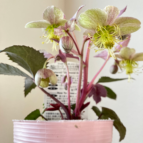 お買い得）カラーリーフのクリスマスローズ♪ ステルニーダイヤモンド