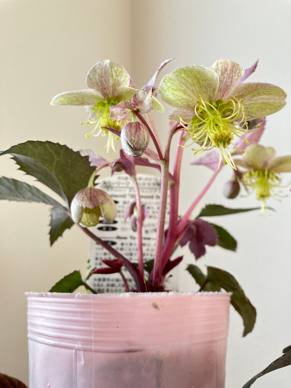 K.様にご購入苗㉕-88クリスマスローズ 【公式通販】