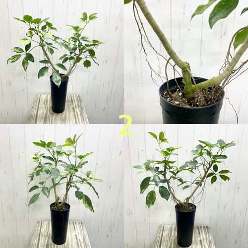 珍種 斑入り シェフレラ エリプティカ その他インテリア雑貨 PLANTS
