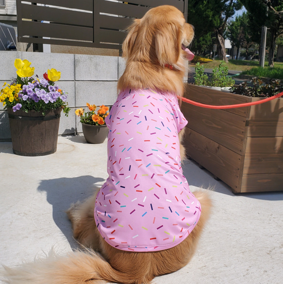 着画です⭐ハンドメイド 犬の服 【公式通販】