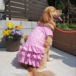 大型犬服 クールワンピース 【専用】 楽天市場】30%OFFセール 犬 服 犬服 Web限定 接触冷感 濡らして