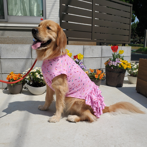 大型犬服 クールワンピース 【専用】 楽天市場】30%OFFセール 犬 服 犬服 Web限定 接触冷感 濡らして