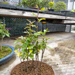 6-22-6 ウチョウランとイワヒバの寄せ植え 開花中 盆栽 極 通販