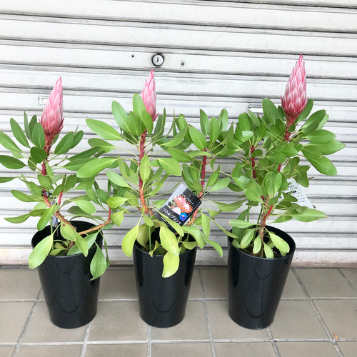 プロテア キングプロテア リトルプリンス 6号 その他インテリア