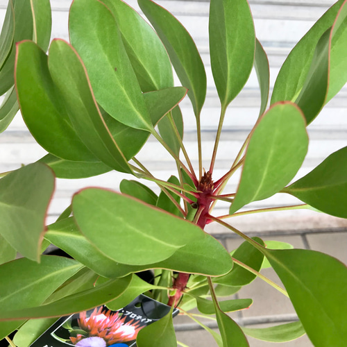 プロテア キングプロテア リトルプリンス 6号 その他インテリア