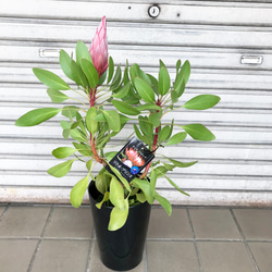 プロテア キングプロテア リトルプリンス 6号 その他インテリア雑貨