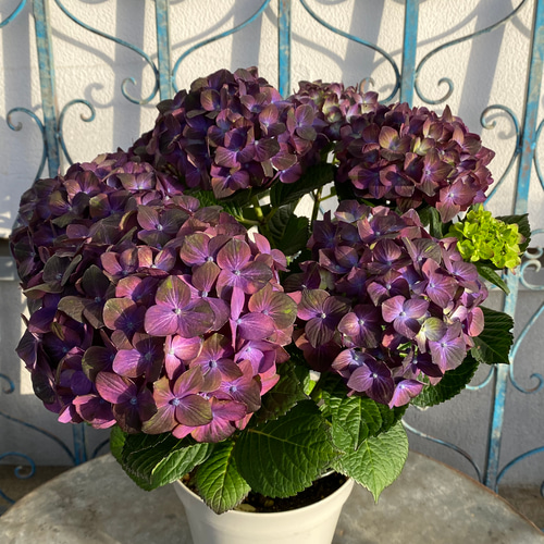 花色が変化するヴィンテージカラーのあじさい ハイドランジア マジカル