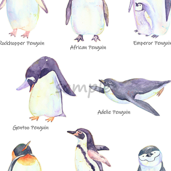 選べるポストカードセット（44.ペンギン図鑑） 2枚目の画像