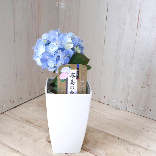 四季咲き♡霧島の恵♡紫陽花♡ガクアジサイ♡鉢ごと♡ アートフラワー