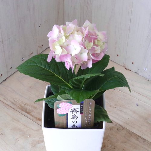 四季咲き♡霧島の恵♡紫陽花♡ガクアジサイ♡鉢ごと♡ アート