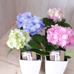 四季咲き♡霧島の恵♡紫陽花♡ガクアジサイ♡鉢ごと♡ アートフラワー